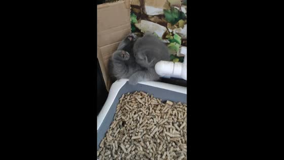 Funny kitten sleeping in awkward position in Firovo, Russia