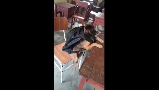 Intelligent canine takes seat in South Barito classroom, delighting students