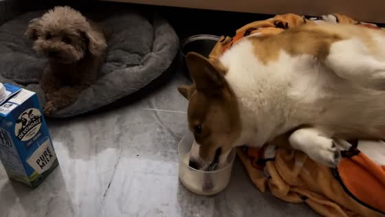 Lazy dog drinks milk while lying on its bed in Guangdong, China