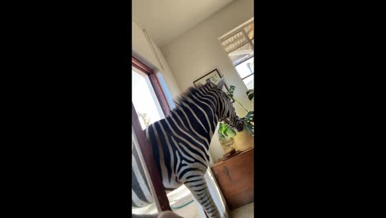 Zebra enters house through sliding door in Bot River, South Africa