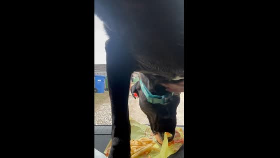 Calgary dog wins rock paper scissors food challenge
