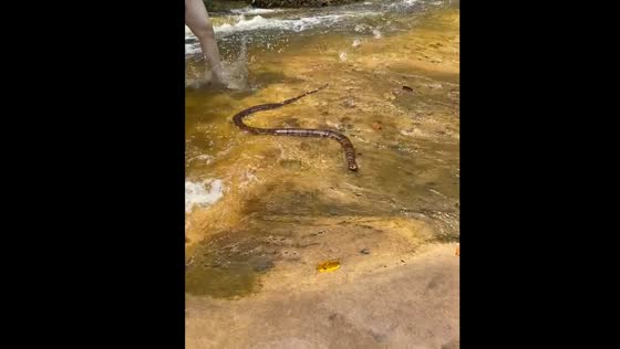 Snake encounter at Cachoeira Berro D'água causes swimmers to flee