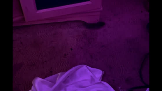 Rat spotted roaming indoors in Nova Scotia home