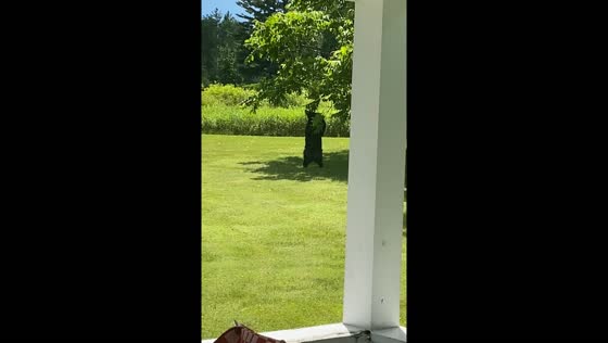 Bear spotted reaching for tree branches in Stockbridge yard