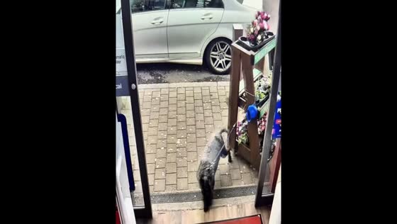 Dog pulls flower rack into store in Belfast, Ireland
