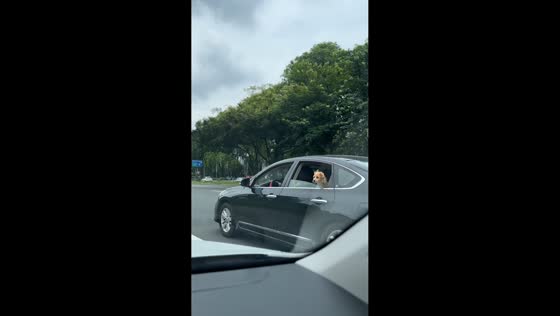 Dog vomits out car window in Guangdong
