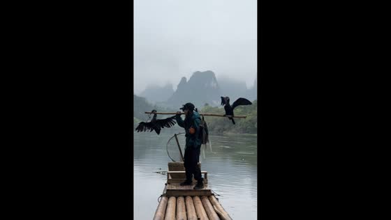Cormorant slips during fishing pose on bamboo raft in Guangdong, China