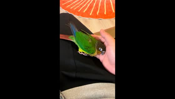 Sleepy green-cheeked conure seeks comfort on owner's hand in Sichuan, China