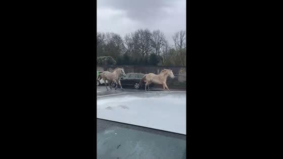Three horses run through rainy streets in Vila Nova de Gaia, Portugal