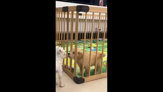 Golden Retriever puppies interact playfully inside and outside playpen in Hebei, China