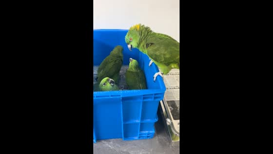 Parrot loudly vocalizes to companions in Guangdong, China