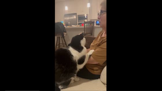 Comforting companion: a cat's support through grief