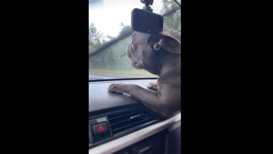 Dog barks at wiper blades during rainy drive in Ulyanovsk