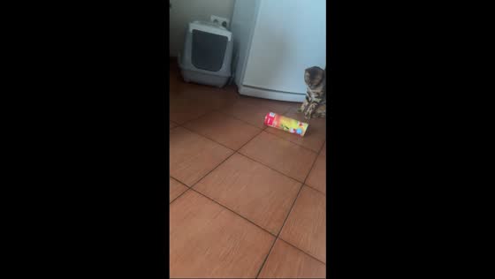 Cat startled by party popper prank in Moscow, Russia