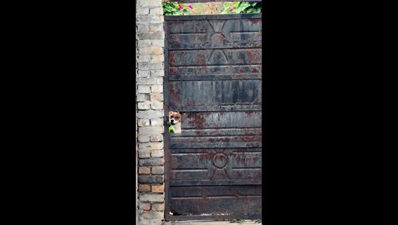 Two playful dogs take turns peeking through gate in Shanxi, China