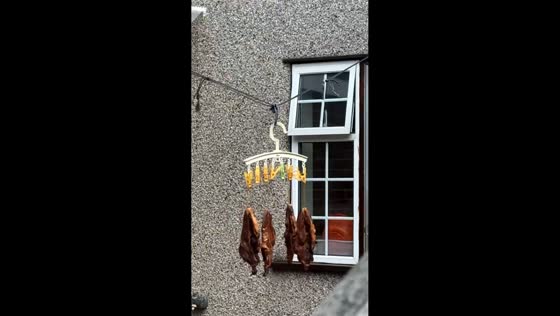 Raw meat spotted on washing line in Romford, UK