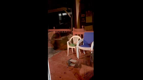 Bear raid: furry intruder swipes bird feeders while Carrie and Maine Coon look on