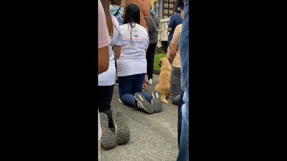 Devoted dog joins Holy Week procession in Laoang, Samar, Philippines