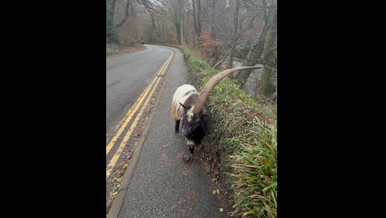Wild goat with one horn grazes by the road in Llanberis