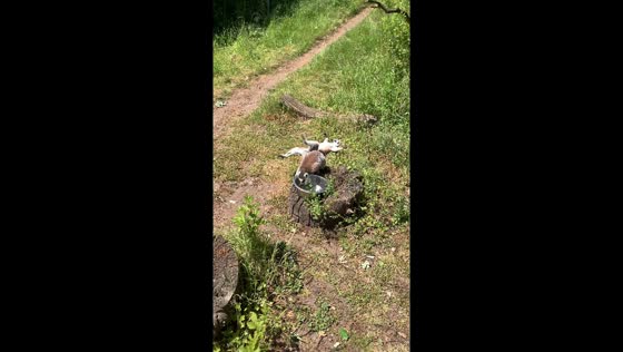 Laid-back lemur: stretching at West Midlands Safari Park