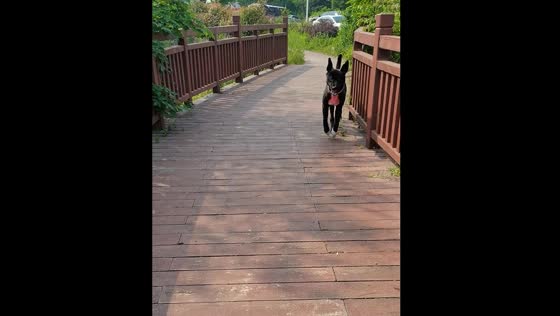 Dog hops with front legs, walks normally with hind legs in Shandong, China