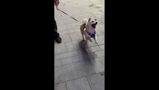 Lost puppy joyfully reunites with owner in Heilongjiang, China