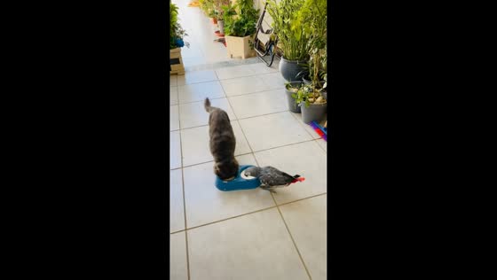 Persistent parrot playfully teases cat in Libya