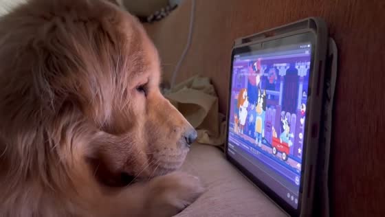 Golden retriever watches cartoon on tablet in Hunan, China