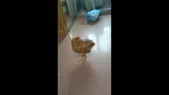 Budgerigar rides on chicken’s back in Guangdong, China
