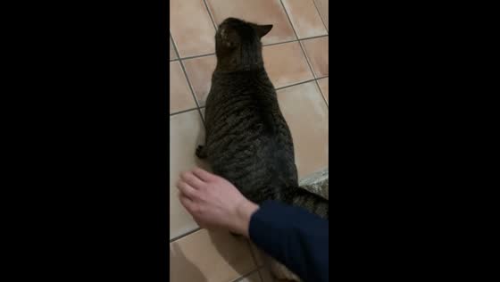 Cat startled and slips in hilarious video