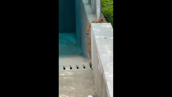 Weasels work together to pull friend up concrete wall in Jiangsu, China
