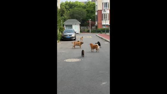 Cat stands its ground against group of dogs in Jiangsu, China