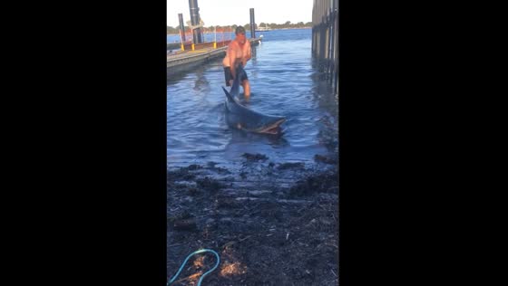 Man swims with shark, holds on for wild ride