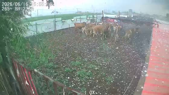 Sudden hailstorm sends cows running across farm in Hebei, China