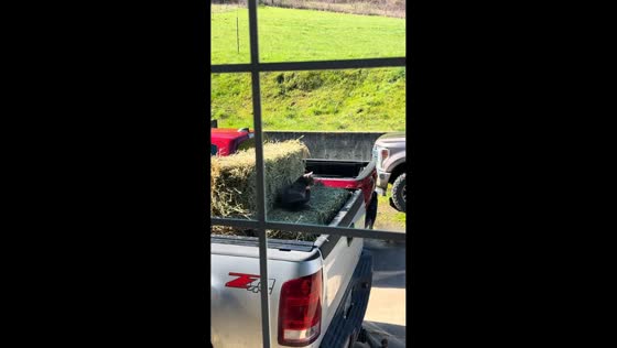 Cat frees itself from grass in truck bed in Oregon, USA