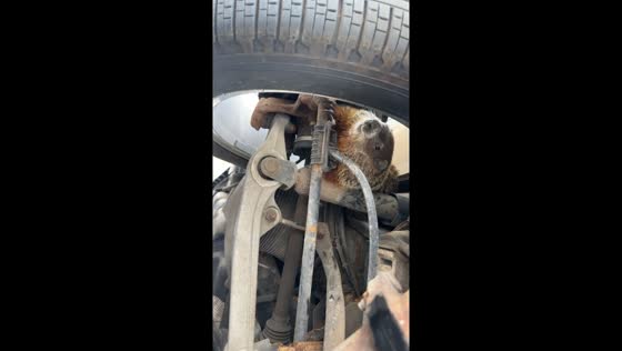 Groundhog under car: Chatham-Kent, Ontario