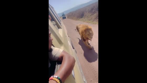 Close encounter: lion passes vehicle in Ngorongoro Conservation Area
