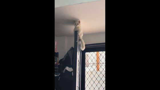 Cat balances on top of door while quietly observing people below in Deparo, Caloocan, Philippines
