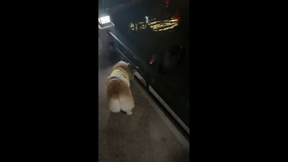 Curious corgi startled by black swan during park walk in Guangdong, China