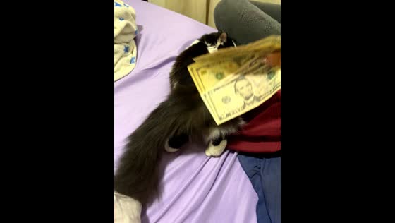 Dancing cat playfully spanked with money in Puerto Cabello, Venezuela