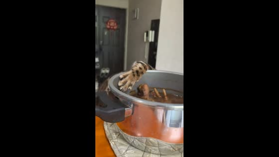 Cat caught reaching for food from casserole in Beijing, China