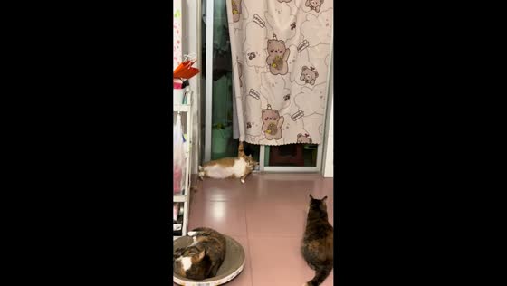Cat brings down curtain after claw mishap in Guangdong, China