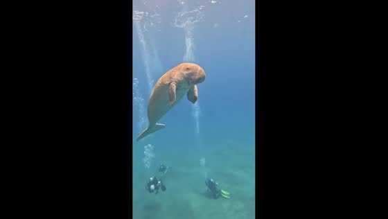 Diver encounters sea cow in Red Sea, Hurghada, Egypt