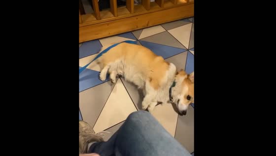 Playful corgi's adorable 'poof' act delights internet in St. Petersburg, Russia!