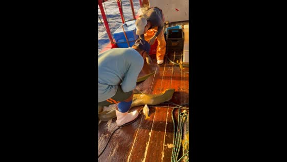 Struggling to release giant moray eel in Guamaré, Brazil