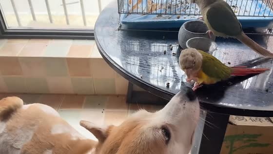 Corgi licks parrot’s beak while trying to taste its food in Guangdong, China