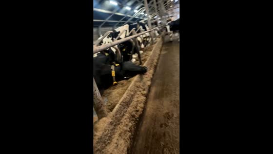Sleeping cow jolted awake after barn prank in Groningen, Netherlands