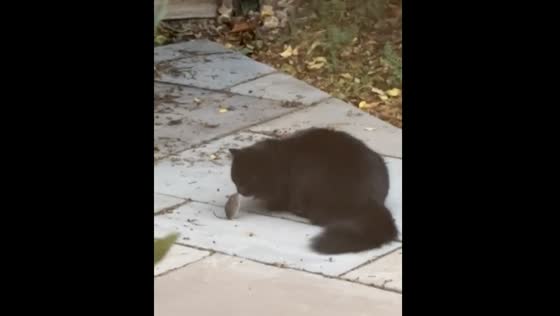 Luna the cat plays with a mouse in Northwood, London