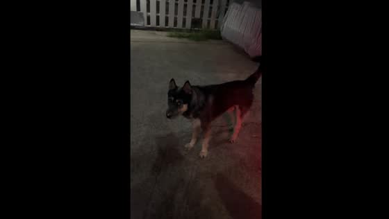 Motorcyclist encounters dog on the road in Nakhon Pathom, Thailand