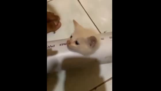 Kitten rescued from pipe in Samarinda, Indonesia